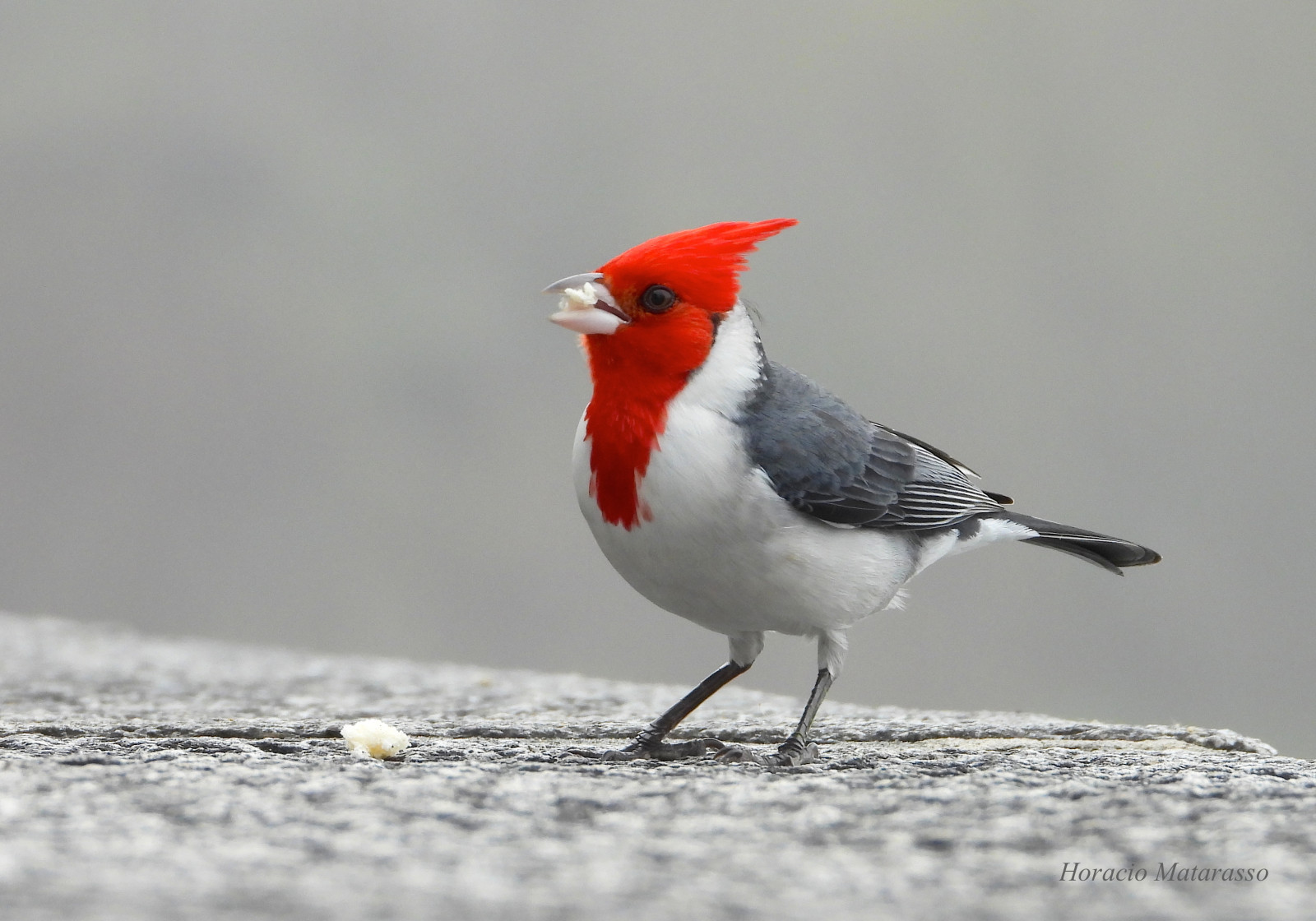 image Red-crested Cardinal